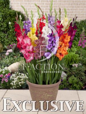 botanic stock photo Gladiolus