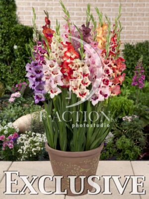 botanic stock photo Gladiolus