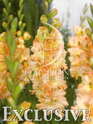botanic stock photo Gladiolus