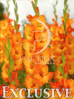 botanic stock photo Gladiolus