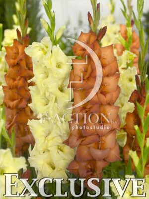 botanic stock photo Gladiolus