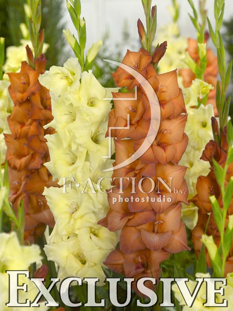 botanic stock photo Gladiolus