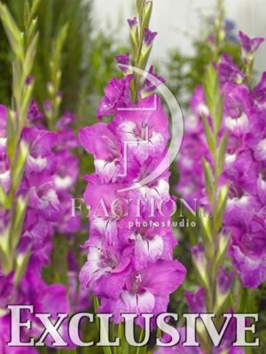 botanic stock photo Gladiolus