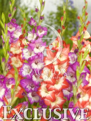 botanic stock photo Gladiolus