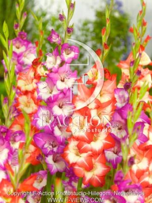 Red and Pink Mixed
