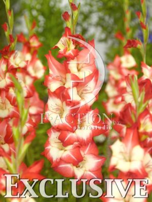 botanic stock photo Gladiolus