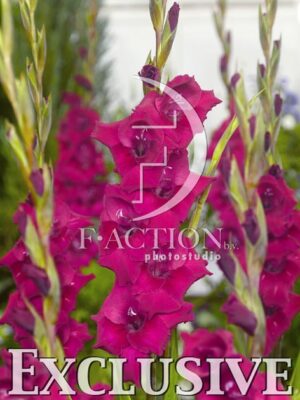 botanic stock photo Gladiolus