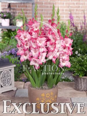 botanic stock photo Gladiolus