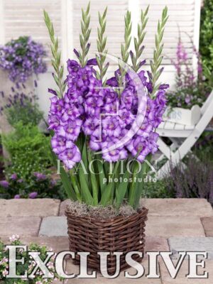 botanic stock photo Gladiolus