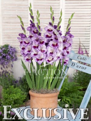 botanic stock photo Gladiolus