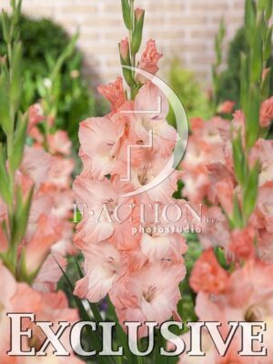 botanic stock photo Gladiolus