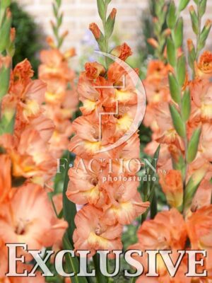 botanic stock photo Gladiolus