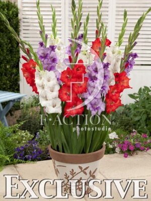 botanic stock photo Gladiolus