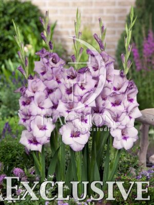 botanic stock photo Gladiolus