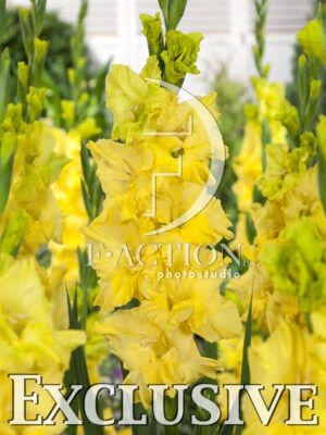 botanic stock photo Gladiolus
