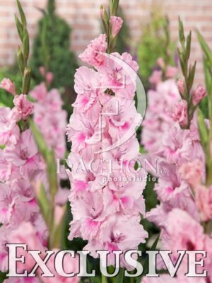 botanic stock photo Gladiolus