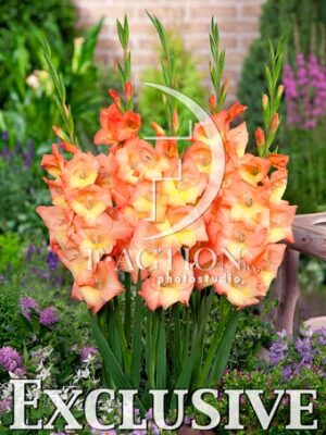 Orange-Yellow