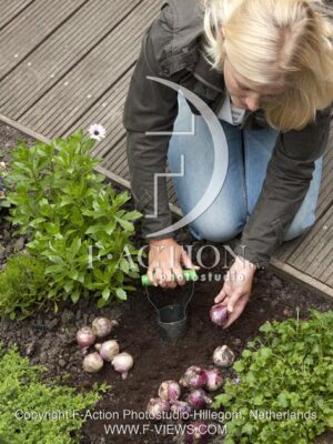 botanic stock photo Hyacinth
