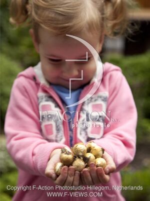 botanic stock photo Muscari