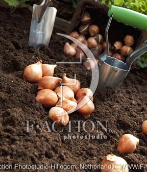 botanic stock photo Tulipa