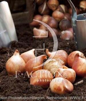 botanic stock photo Tulipa