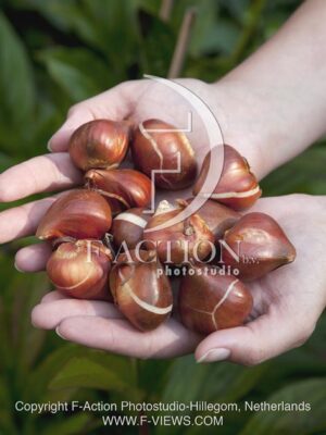 botanic stock photo Tulipa