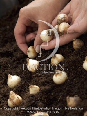 botanic stock photo Muscari