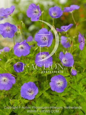 botanic stock photo Geranium