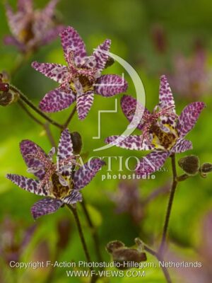 botanic stock photo Tricyrtis