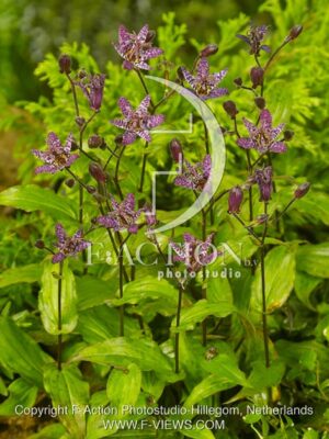 botanic stock photo Tricyrtis