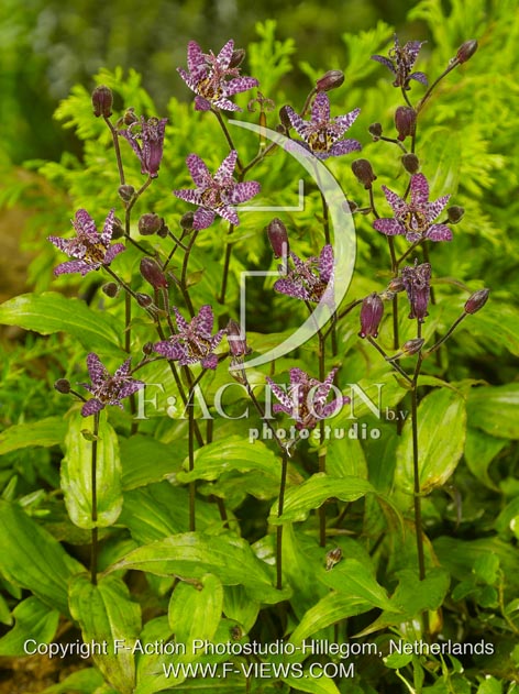 botanic stock photo Tricyrtis