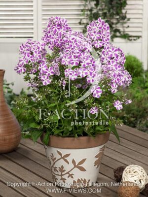 botanic stock photo Phlox