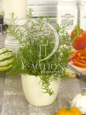botanic stock photo Rosmarinus