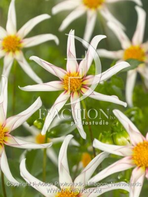 botanic stock photo Dahlia