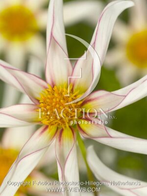 botanic stock photo Dahlia
