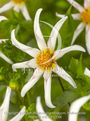 botanic stock photo Dahlia