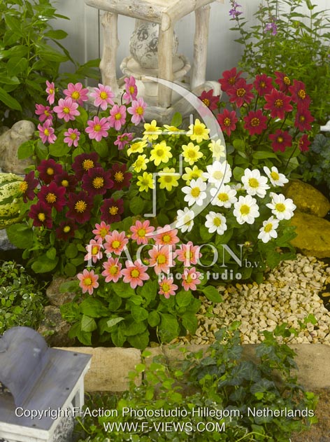 botanic stock photo Dahlia