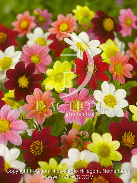 botanic stock photo Dahlia