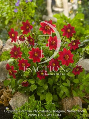 botanic stock photo Dahlia