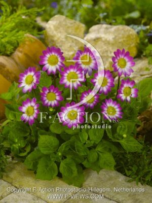 botanic stock photo Dahlia