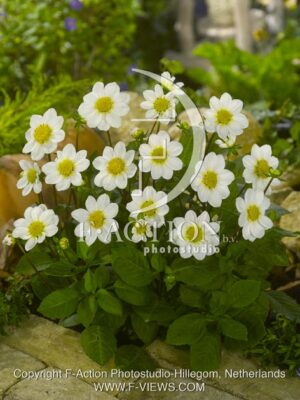 botanic stock photo Dahlia