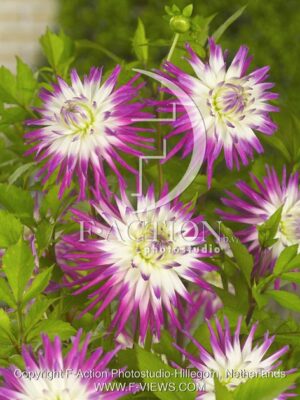 botanic stock photo Dahlia