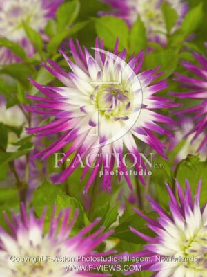 botanic stock photo Dahlia