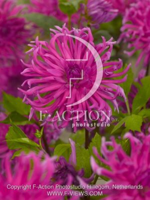 botanic stock photo Dahlia