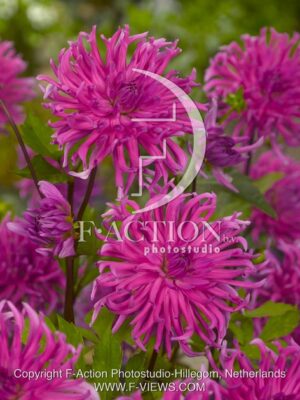 botanic stock photo Dahlia