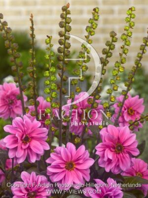 botanic stock photo Chasmanthe