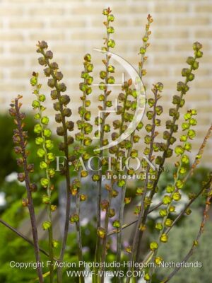 botanic stock photo Chasmanthe