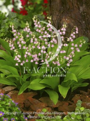 botanic stock photo Convallaria