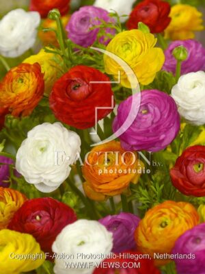 botanic stock photo Ranunculus