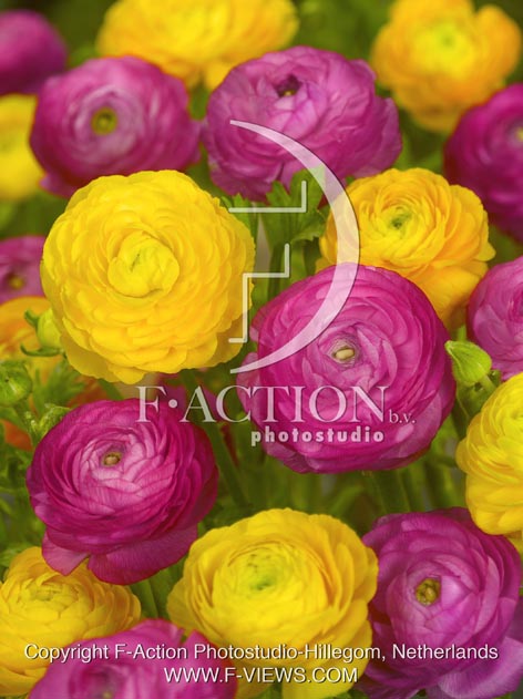botanic stock photo Ranunculus